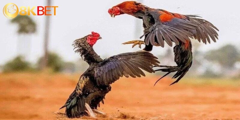 Đá Gà Thomo Tại 8kbet